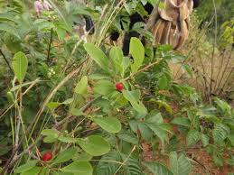 Image result for Erythroxylum zambesiacum