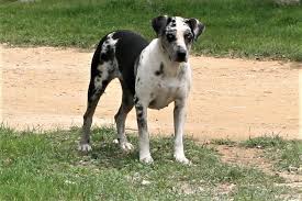 Profile for Bay n Slay Catahoulas