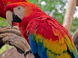 The aves belong to the phylum chordata of the animal kingdom. Parque Das Aves Bird Paradise Bunnik Tours
