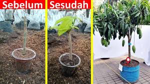 Cara Mudah Stek Mangga Mana Lagi Di Jamin Tumbuh 100 Tunas Tanaman Buah