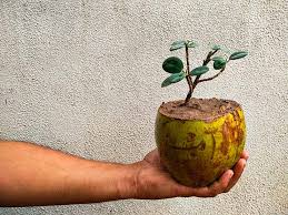 Klik link di bawah gambar. Cara Membuat Bonsai Kelapa Yang Bisa Dibuat Sendiri Di Rumah Bukareview