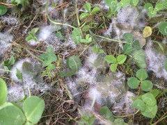 Looking for how to identify common grass disease? White Fuzzy Mold On Grass Please Help Identify