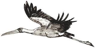 Cukup dengan lcd proyektor dan cat tembok, kamu bisa jadi pelukis profesional! Cara Menggambar Bangau Arahan Langkah Demi Langkah Untuk Pemula Maklumat Berguna Untuk Semua Orang