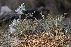 Image result for Trifolium isthmocarpum