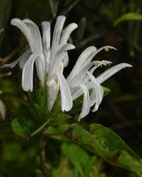 Image result for Justicia carnea