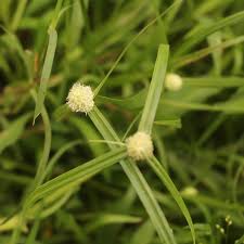 Image result for Kyllinga stenophylla