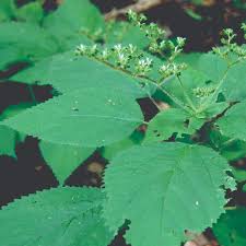 Image result for Urtica