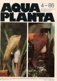 Image result for Wiesneria