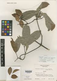 Image result for Hippocratea parviflora