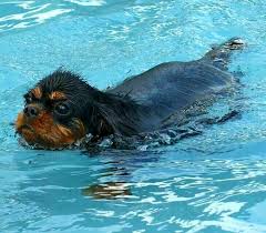 Black And Tan Cavalier King Charles Puppy Keeping Cool Black And Tan Cavalier King Charles Dog King Charles Spaniel King Charles