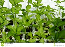 Pflanzen Sie Samlinge Padron Pfeffer Pimiento Padron Stockbild Bild Von Betrieb Pfeffer 105260865