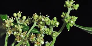 Image result for Heterotis canescens