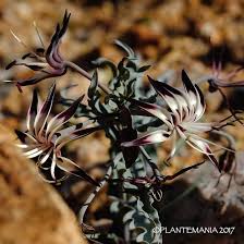 Image result for Ornithoglossum