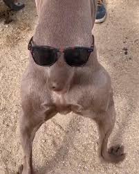 Submitted 3 years ago by taterisdumb. Dog Looks Hilarious Wagging His Tail With Sunglasses On Their Back Jukin Media Inc