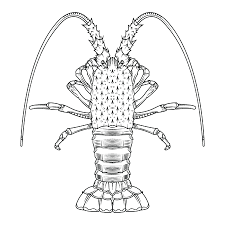 They're great for all ages. Adult Lobster Cliparts Stock Vector And Royalty Free Adult Lobster Illustrations