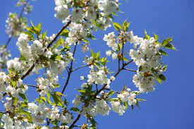 Apples are one of the. Flowering Cherry Trees Grow An Ornamental Cherry Blossom Tree Garden Design