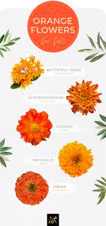 On a slow morning when you can't seem to get up and the peanut cactus flowers easily indoors if kept in the right conditions and does not require a lot of care. 20 Types Of Orange Flowers Ftd Com