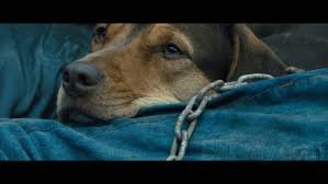At the movie's midpoint, the script finds some stability as ali and bone escape to world of literal mobile homes, under the protection of a paternal mobile home contractor named robert ( callum keith rennie ). A Dog S Way Home Blu Ray Release Date April 9 2019 Blu Ray Dvd Digital Hd