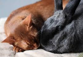 Rescue Cat And Rabbit Best Of Friends Sleeping Cats Cat Rescue Rescue Rabbit