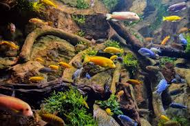 55 Gallon African Cichlids Tank Full Setup | Piranhas Forum