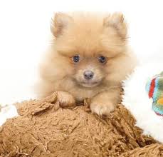 Light Brown Pomeranian Puppy Pomeranian Lovers Pomeranian Puppy Cute Baby Animals