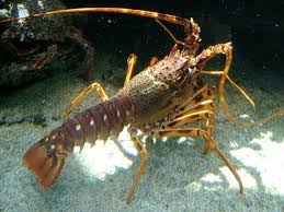 Ia paling sesuai hidup di air tawar dalam keadaan ph7. Kenapa Udang Kara Air Masin Sangat Mahal Sentiasa Panas