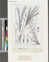 Image result for Afrobrunnichia