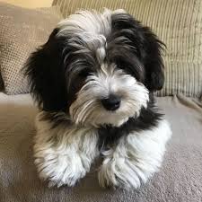 havaton hybrid havanese x coton de tulear huntingdon cambridgeshire pets4homes havanese puppies baby dogs puppies