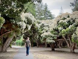 Image result for Melaleuca