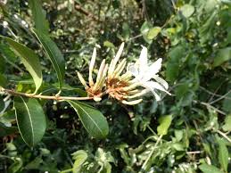 Image result for Ancylobothrys