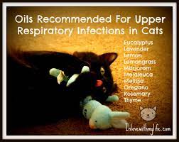 Will You Stop Sneezing In My Face In Love With My Life Essential Oils Cats Cat Essentials Cat Care