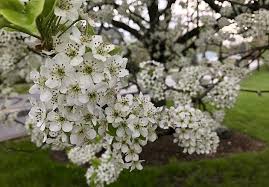 Stinking flowers in unrelated plant families is a good example of homoplasy or convergent evolution. Why Does The Hudson Valley Smell Like Semen This Week