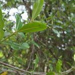 Image result for Secamone alpini