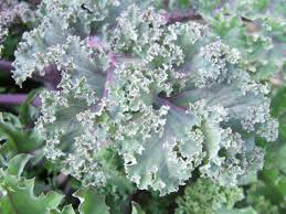 Cabbage, collard and kale can tolerate hard frosts, but severe freezes can be. Planting Vegetables In Midsummer For Fall Harvest Umn Extension