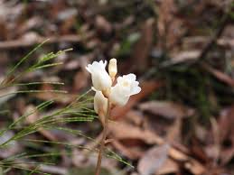 Image result for Corchorus saxatilis