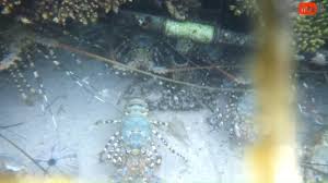 5 Cara Budidaya Lobster Air Laut Bagi Pemula Ilmubudidaya Com