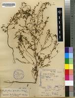 Image result for Phyllanthus pentandrus