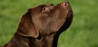 We did not find results for: Northernjoy Labradors Home