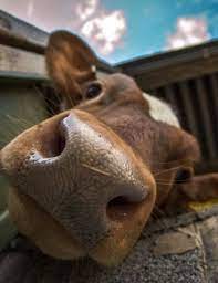 Pin By Lezli Palmer On Animals Cute Baby Cow Cute Animals Animals