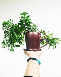 Image result for Crassulaceae