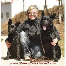 Check spelling or type a new query. Stoney Creek Farm Barron Haus German Shepherd Dog Breeder In Mountain Grove Missouri