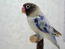 Bird Aviary For Sale Durban Agapornis Pet Birds Rare Birds Cute Birds