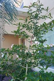 Image result for Hyperacanthus amoenus