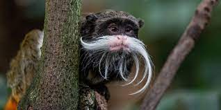 The habitat for my animal is. Emperor Tamarin Smithsonian S National Zoo