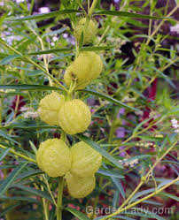 Find gifs with the latest and newest hashtags! Hairy Balls And Pollinators You Can Grow That Gardenlady Com