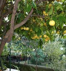 Scopriamo cosa è questo frutto, come si mangia, che sapore ha, perché va bene, calorie e valori nutrizionali. Pomelo Frutto Descrizione E Utilizzi Alimentipedia It