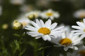 We did not find results for: Flower Daisy Garden Nature Flowers Plant Yellow White Daisies Aqil Daisies Beautiful Pikist