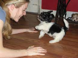 From there you can see photos of their pups, find detailed information on. Kase Havanese Quality Havanese Puppies In Charlotte North Carolina
