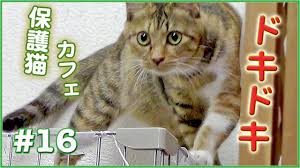 猫だから こんな事も たまにあります 保護猫カフェ 16 cat cafe japan the adventure cat 猫動画 cats animals