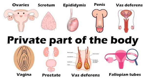 Private Parts Of The Body | Listen And Practice | Parts Of Body | Internal  Body Parts#bodyparts
